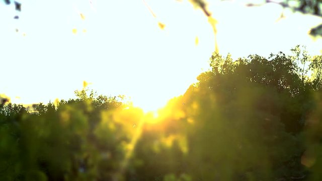 A Sunset lighting leaves.