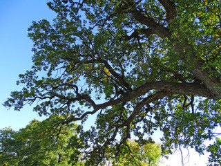 Centenary oak crown