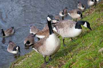 Geese