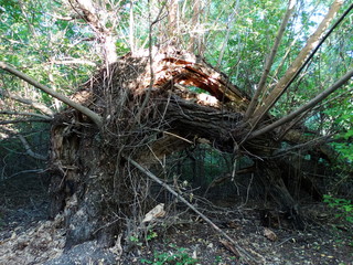 A tree felled by hurricane