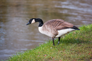 Obraz premium Riverside Goose