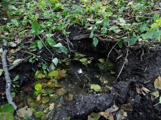 Stream in the forest