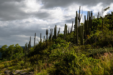 cactus gray sky