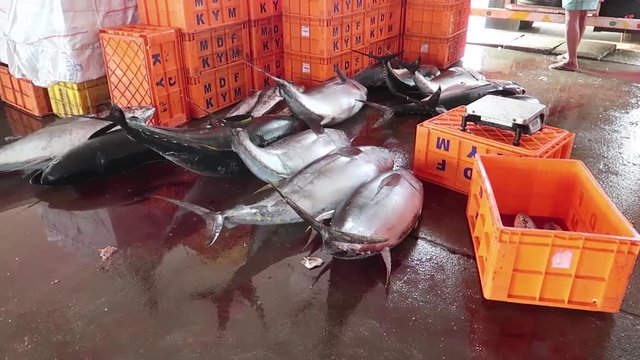 fish maket in kerala , south india state. where big fish is lying in floor to sell.