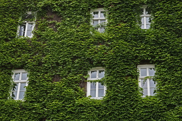 House facade overgrown with ivy