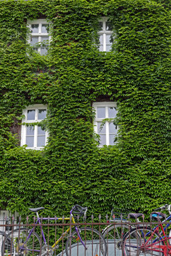 House facade overgrown with ivy