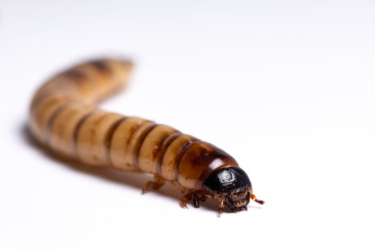 clear larva background
