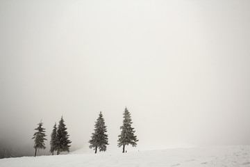 Black and white winter mountain New Year Christmas landscape. Row of dark fir-trees covered with...