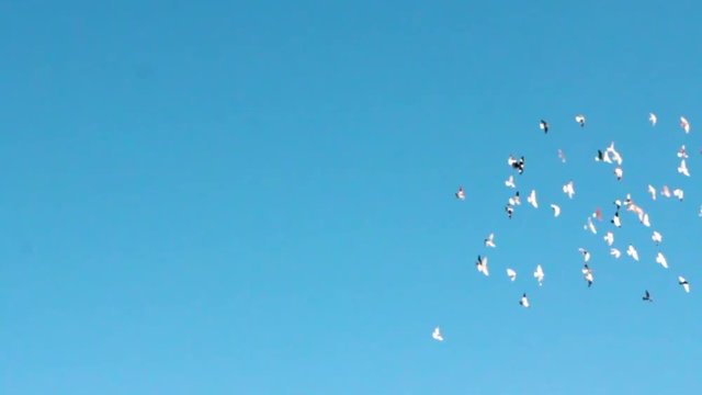Birds