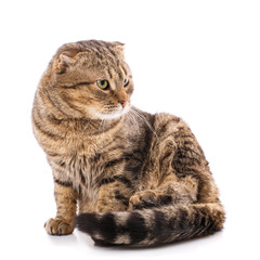 Cat without breed. A simple gray cat