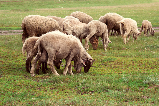 herd of sheep grazing on a meadow