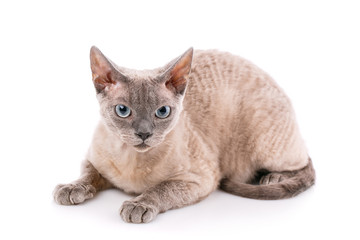 Devon-rex cat close-up portrait on white background