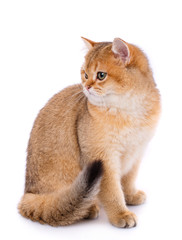 Portrait of a smooth-haired straight Scotch cat on a white