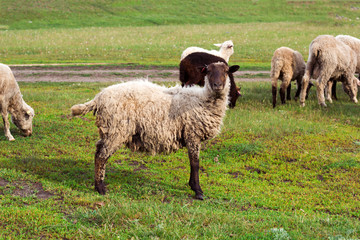 herd of sheep grazing on a meadow