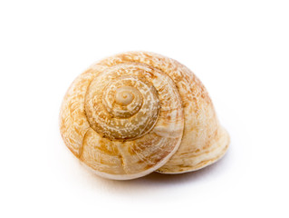 Exotic sea snail isolated on white background