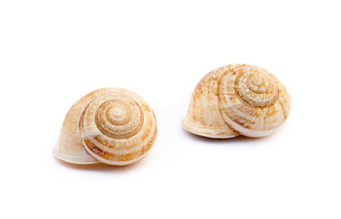 Exotic sea snail isolated on white background