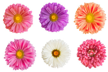 Set of asters flower isolated on white background