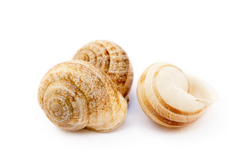 Exotic sea snail isolated on white background