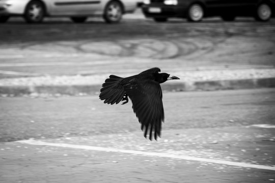 Black and white image of a flying crow