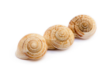 Exotic sea snail isolated on white background
