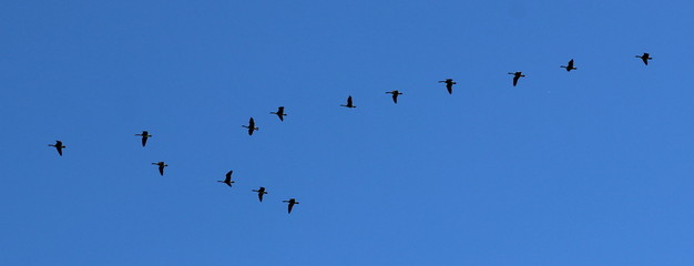 Canada geese flying away