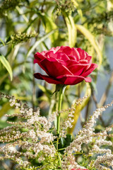 Close-up of the a bright red rose (genus Rosa)