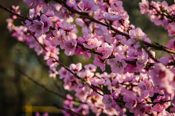 Image of pink flowers on a branch in the spring. A blossoming tree. 