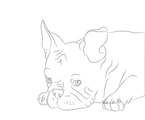 dog portrait, lines, vector