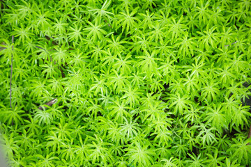 Goldmoss sedum or goldmoss stonecrop (Sedum Acre), leaf succulent flowering plants with water-storing leaves background. Decoration with sod, turf, plant carpet covering, micro life organism concept