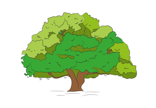 big tree drawing color, vector,
