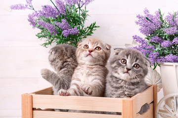 Scottish kittens are playing in a wooden box. Lavender flowers in the background