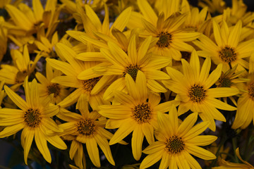 Closeup of bight yellow flowers of  Cutleaf Coneflower (Rudbeckia laciniata)