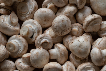 Closeup of freshly picked up with the remains of soil, unwashed mushrooms - champignons,  vegetarian menu.