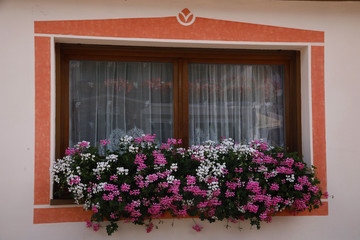 Fototapeta na wymiar Bunte Geranien am Fenster