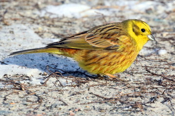 Little bird  yellowhammer on snow close up. Beautiful bird searches for food in the cold winter days.