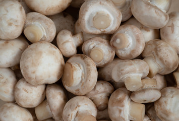 closeup of raw washed mushrooms - champignons, ready for later cooking. vegetarian menu.