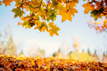 Colorful autumn tree leaves
