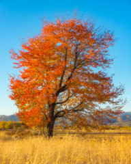 Yellow Flowers on a black background