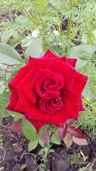 red rose in the garden