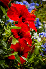 Three red flowers in the garden