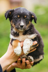 A female veterinarian helps a stray dog. Help for homeless animals.