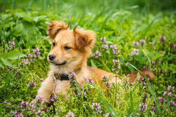 Happy and active dog outdoors in the grass