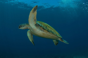Green sea turtle, Chelonia Mydas.