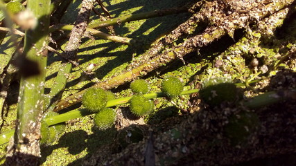 moss on tree