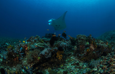 Fototapeta na wymiar The Reef Manta Ray, Manta Alfredi.