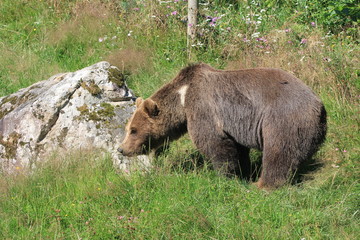 Ours des Pyrénées