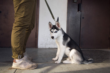 beautiful young husky dog sitting on a leash next to its owner on the street © dvulikaia