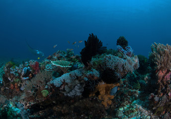 Naklejka na ściany i meble The Reef Manta Ray, Manta Alfredi.