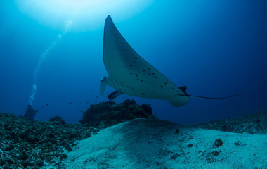 The Reef Manta Ray, Manta Alfredi.