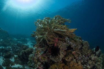 Naklejka na ściany i meble Litophyton arboreum, broccoli coral closeup in tropical reef
